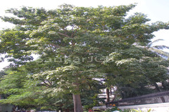 Sterculia foetida